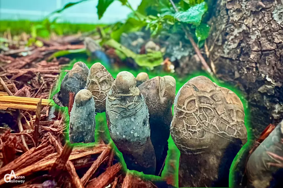 It Could Be Bad News If You Find Dead Man&#8217;s Fingers Lurking in Your Minnesota Yard
