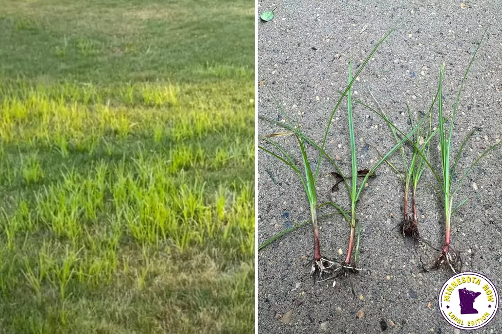 nutgrass nutsedge common weed mn