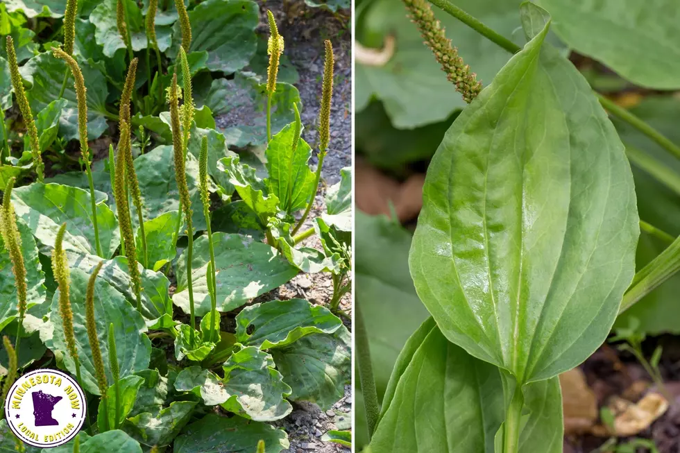 plantain weed common mn