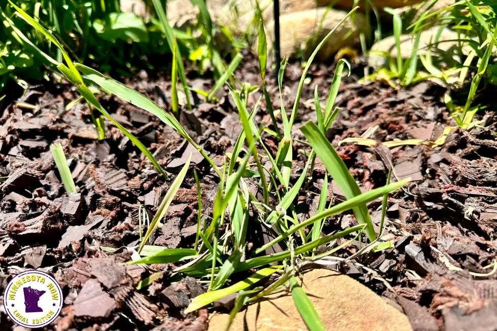 quackgrass common mn weed