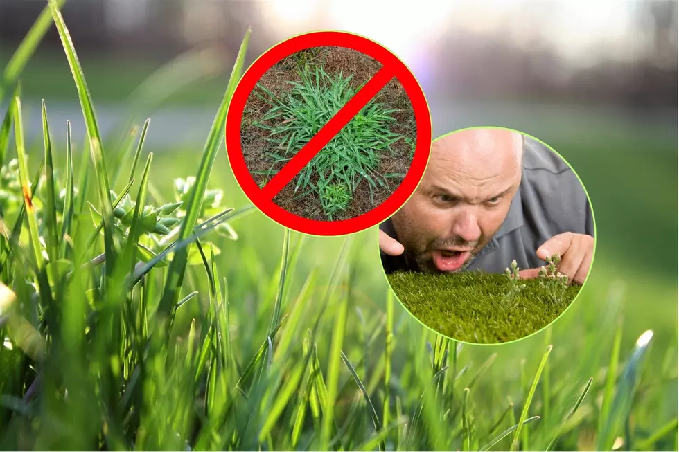 10 Worst Lawn/Garden Weeds in Minnesota and How to Get Rid of Them