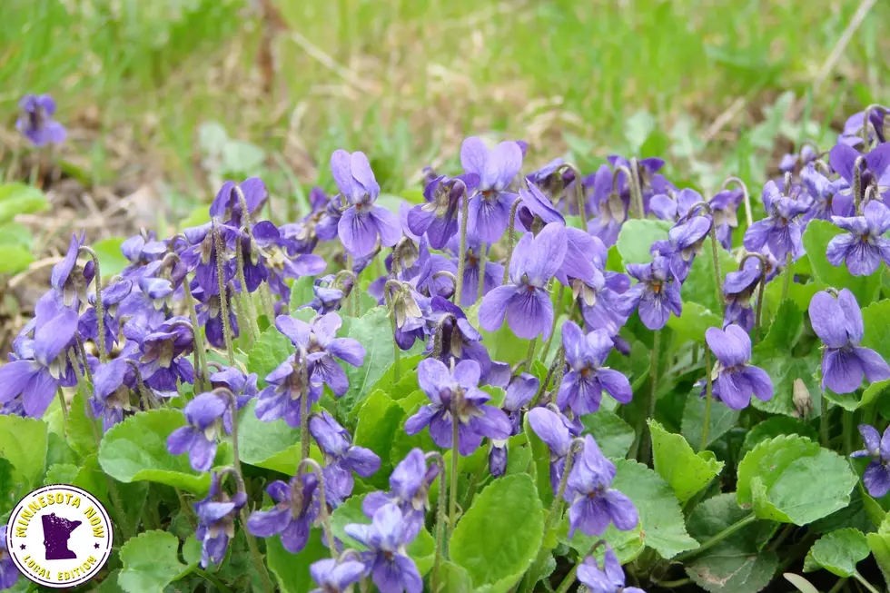 Wild violet common mn weed