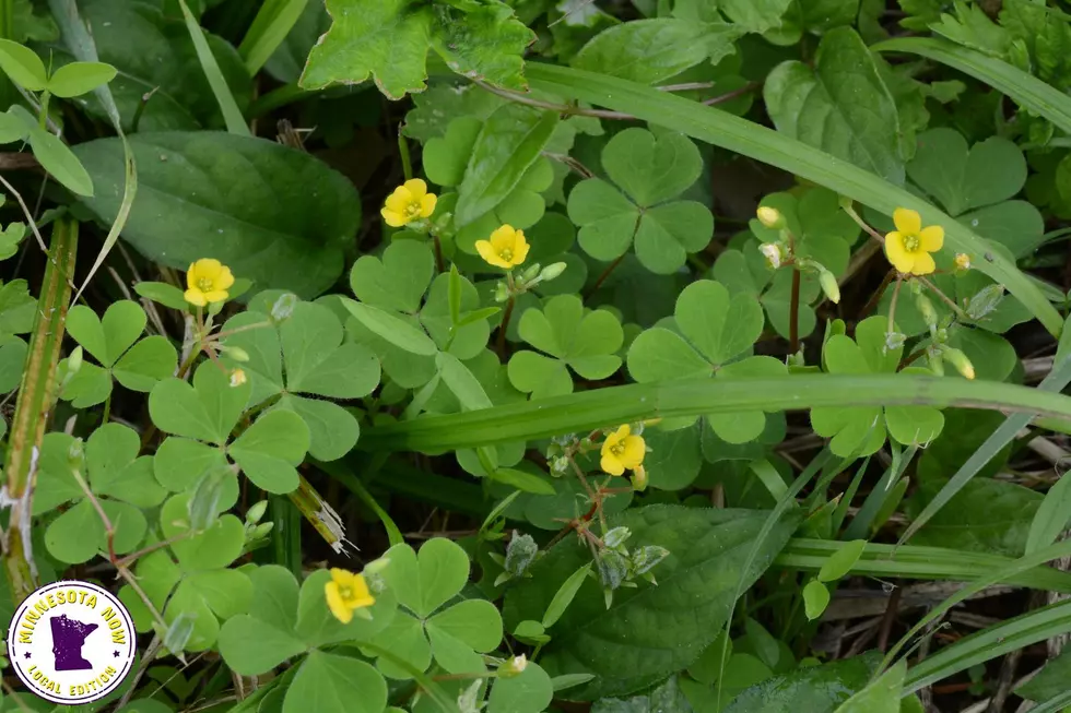 yellow wood sorrel common weed mn