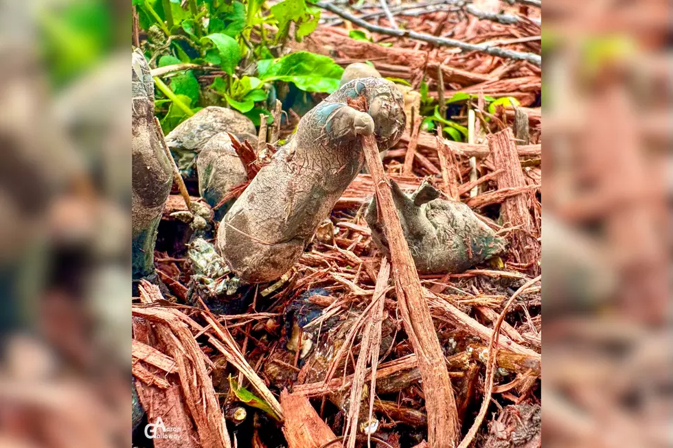 It Could Be Bad News If You Find Dead Man’s Fingers Lurking in Your Minnesota Yard