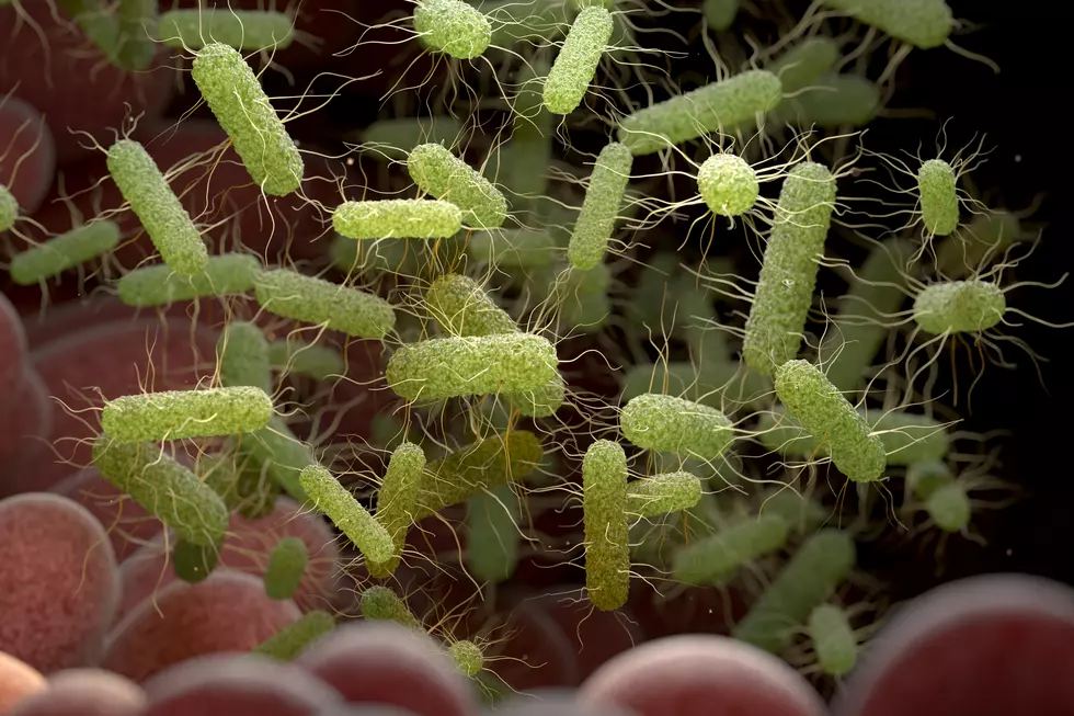 Minnesota Sprouts Linked to E. coli, Salmonella Outbreak
