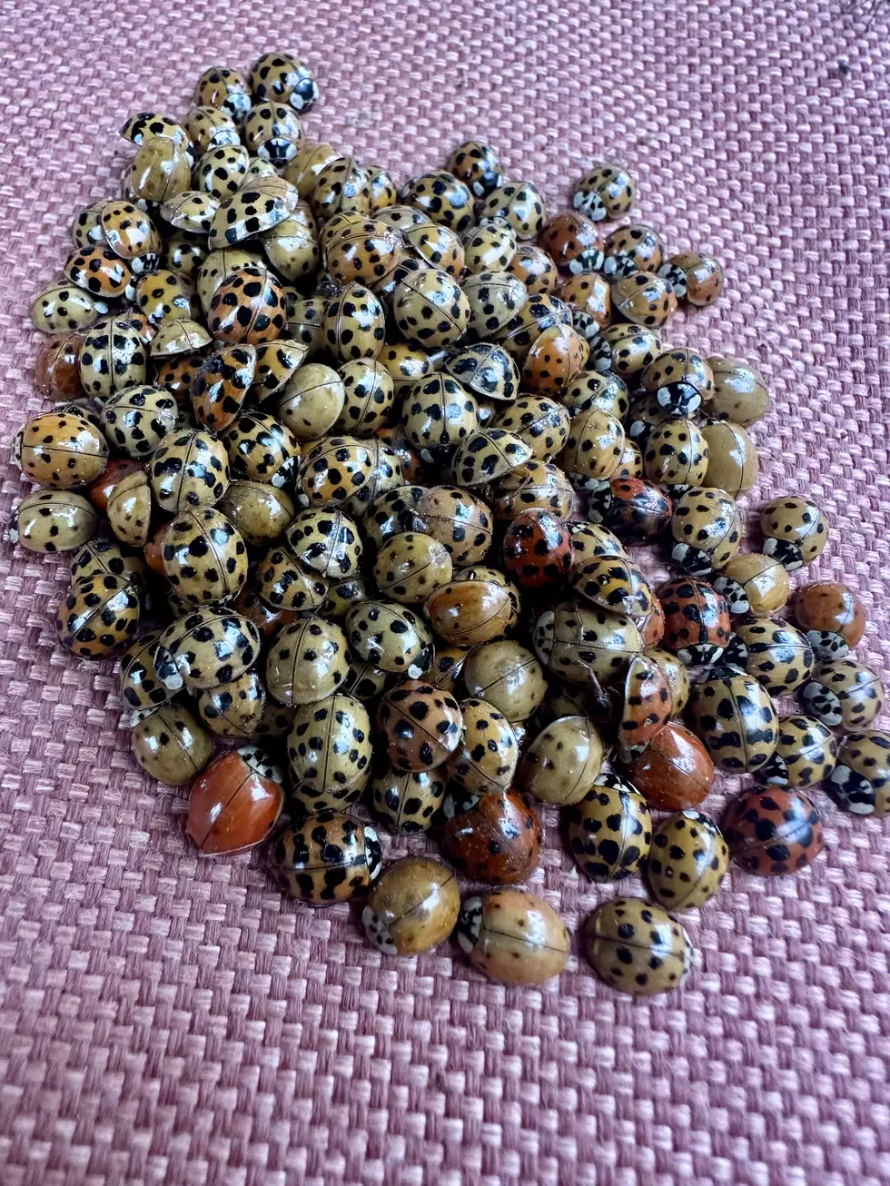 asian lady beetles minnesota