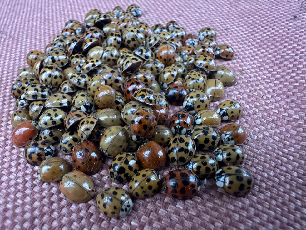 Biting Asian Lady Beetles Are Invading Minnesota Homes