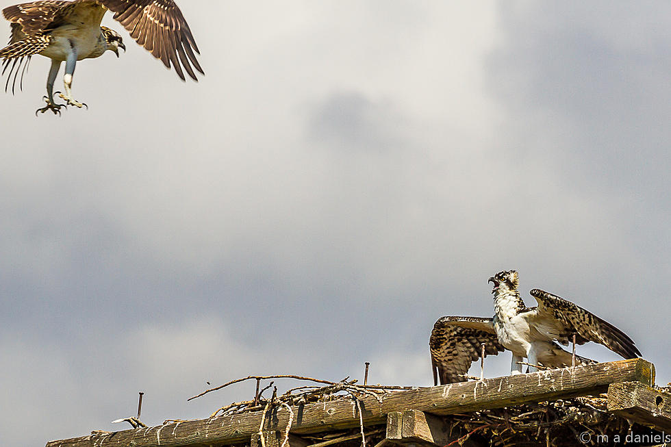 ‘Empty Nest Syndrome?’ – Not with This Osprey