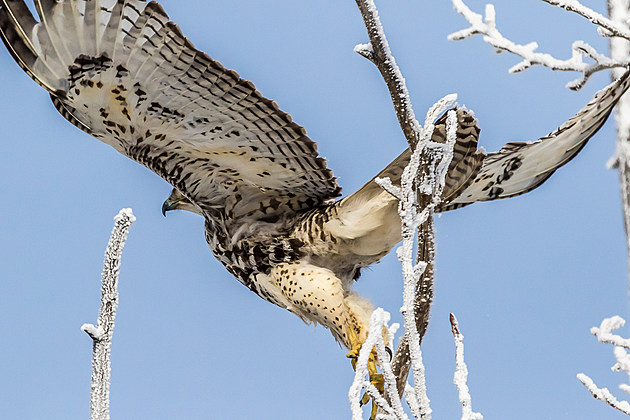 Stevensville Bird Count Tops in Montana