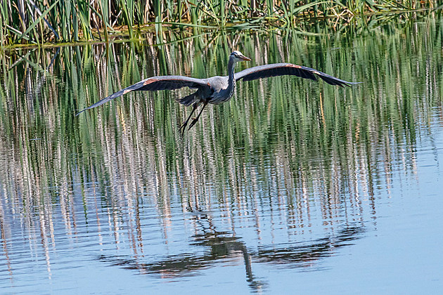 Blue Heron Comes In for a Landing at Metcalf Pond