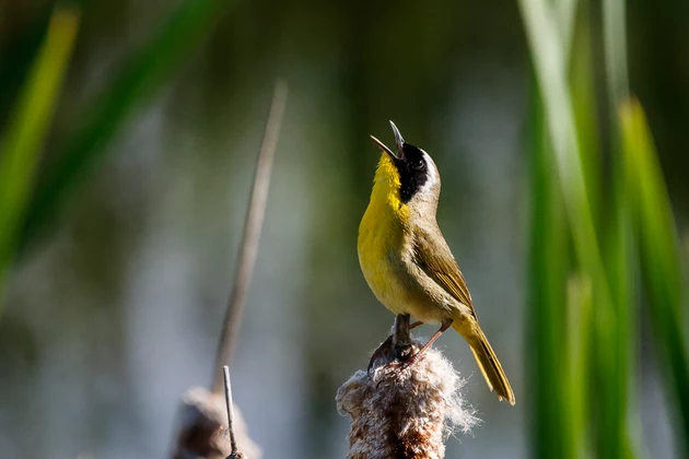 Bitterroot Birds Enjoy the Warmer Weather