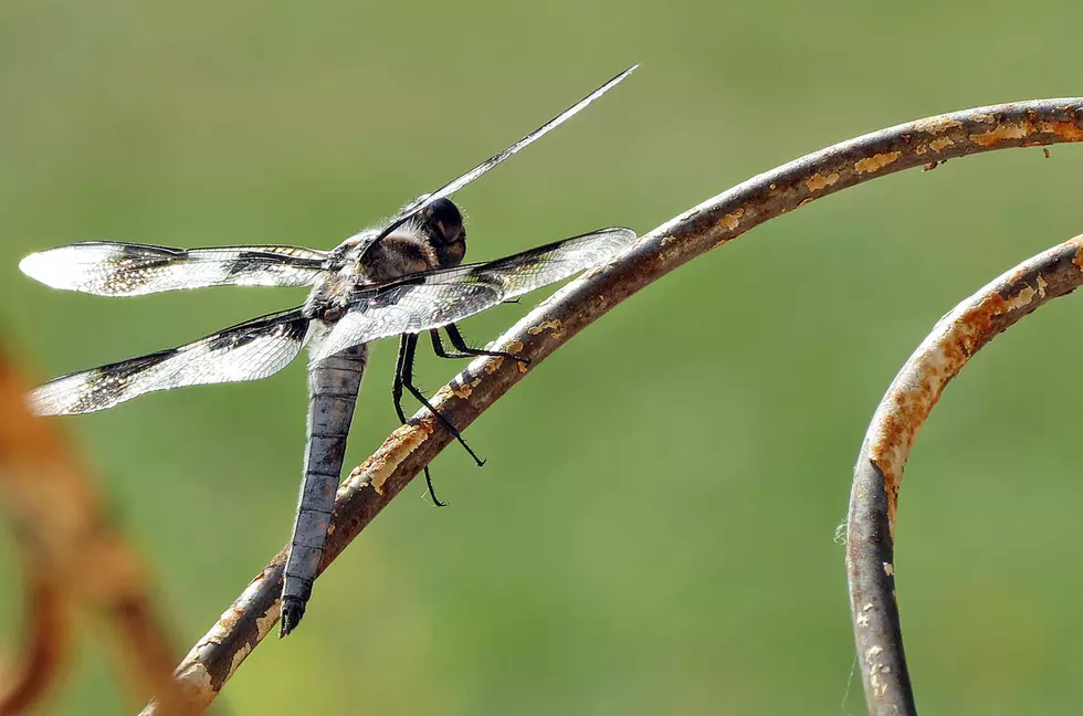 A Season for Dragonflies in Western Montana