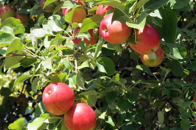 Bushels of Apples at Ravalli County Museum Saturday