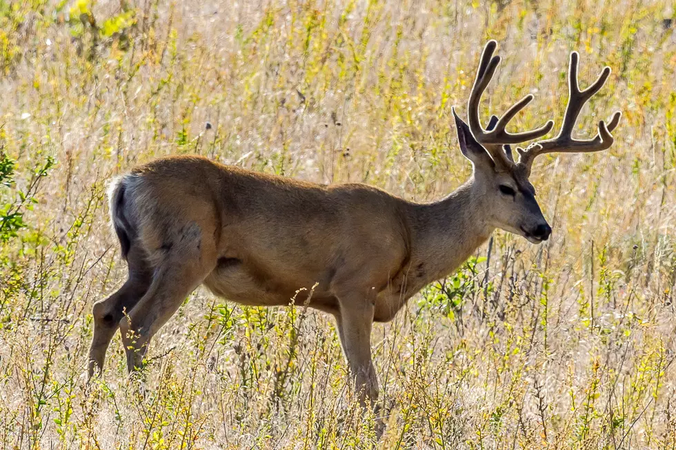 Chronic Wasting Disease Confirmed in A Montana Deer