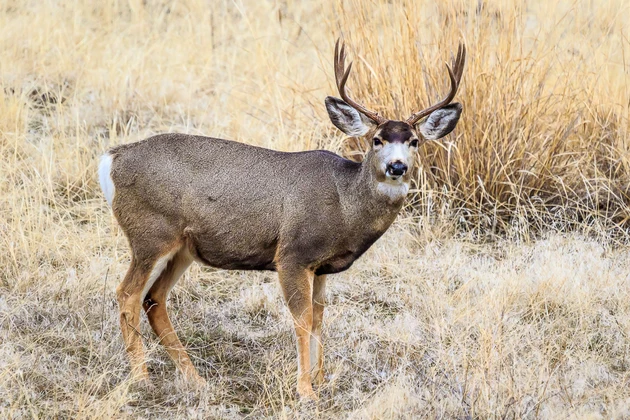 CWD Deer Hunt South of Billings is Underway