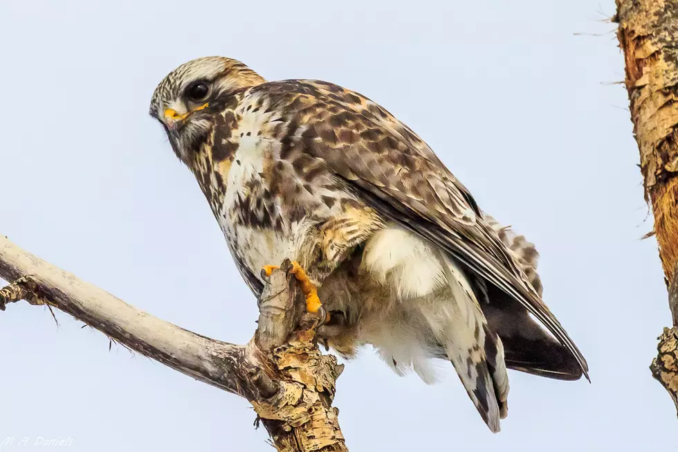 Rough-legged Hawk in the Bitterroot is a Patient Hunter