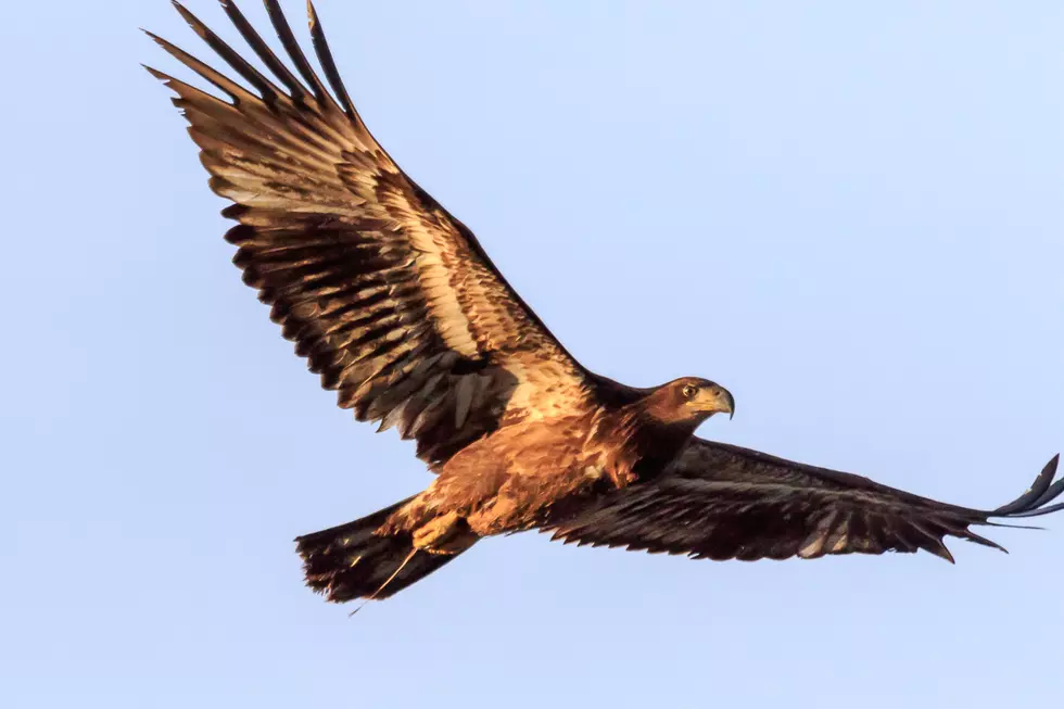 Learn About Bitterroot Birds at Stevi Library Tuesday