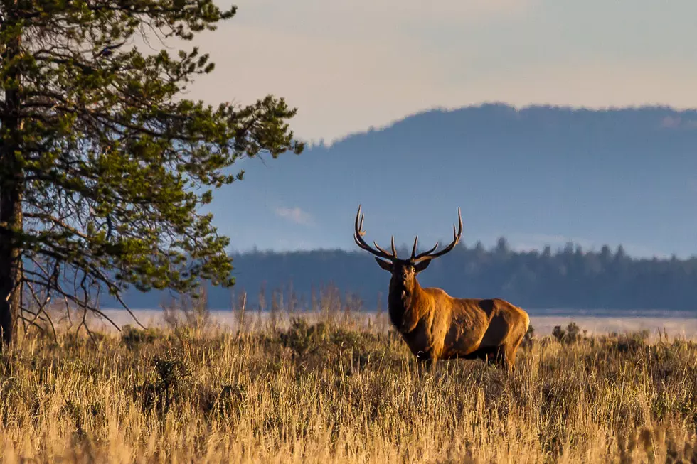 Montana Deer and Elk Permit Drawing Approaches
