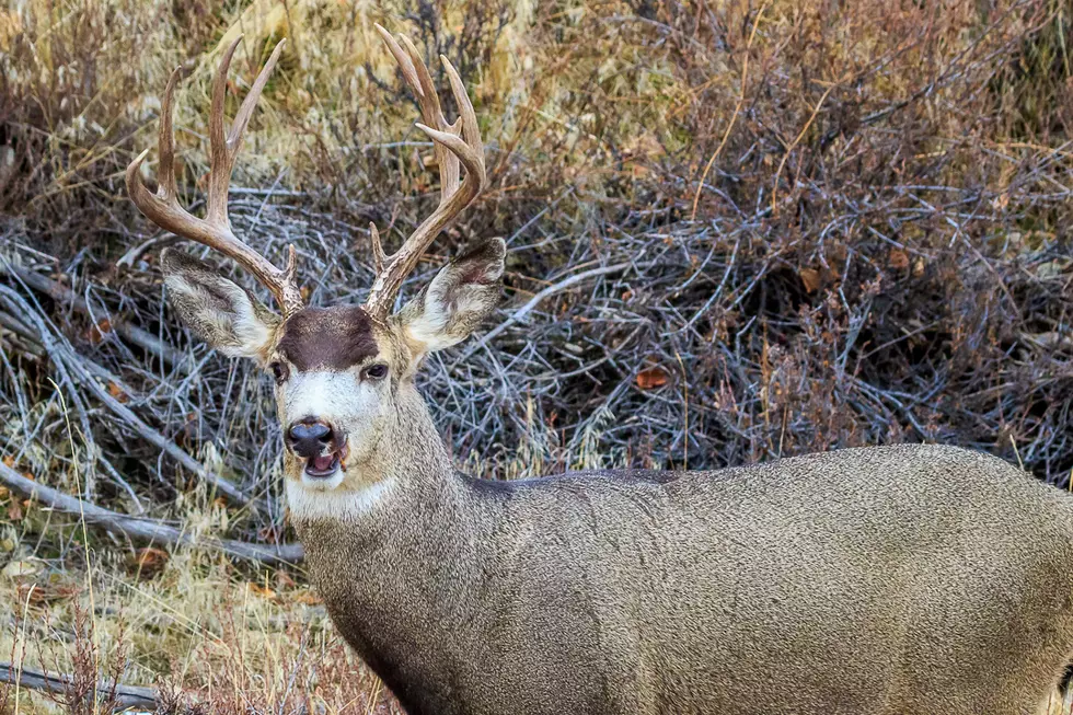 Girl Mistakes Mule Deer for Reindeer and Asks Him To Pass a Message to Santa