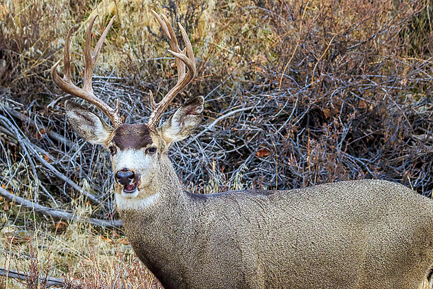 Fish and Wildlife Commission will Discuss Chronic Wasting Disease