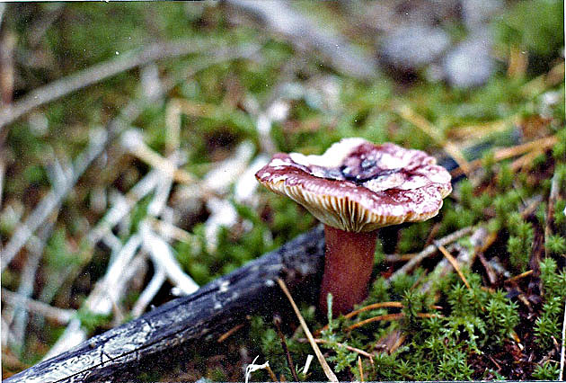 Bitterroot Forest Issues Free Mushroom Permits