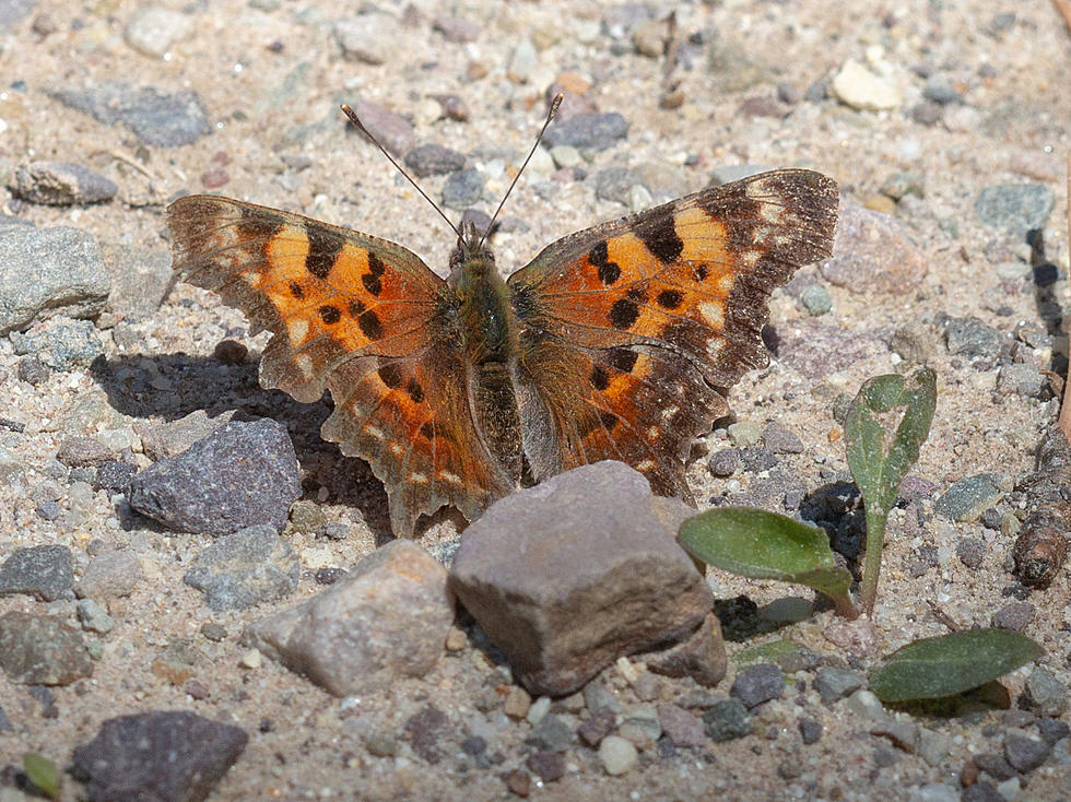 Butterflies and Dragonflies are Taking to the Air in Bitterroot Valley