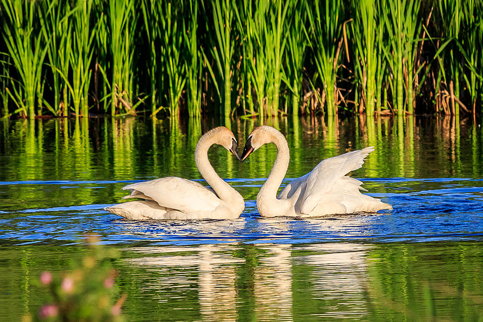 Swan ‘Togetherness’ at Metcalf Refuge