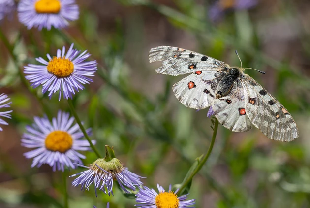 Hot Weather is Butterfly Heaven &#8211; Outdoor Journal