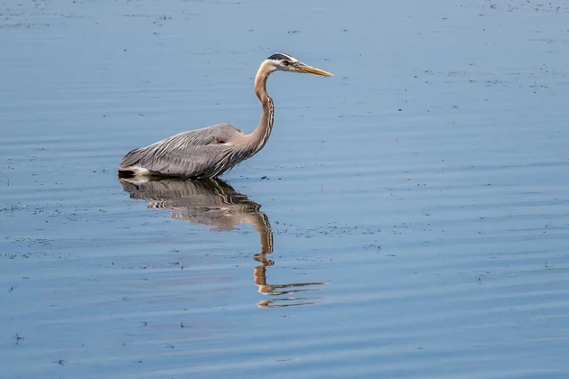 The Fishing Styles of the Great Blue Heron in Bitterroot