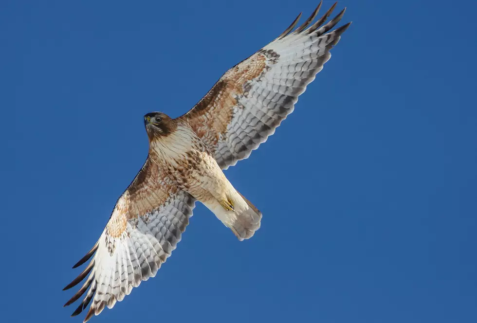 Hawks Use Bitterroot Skies to Migrate