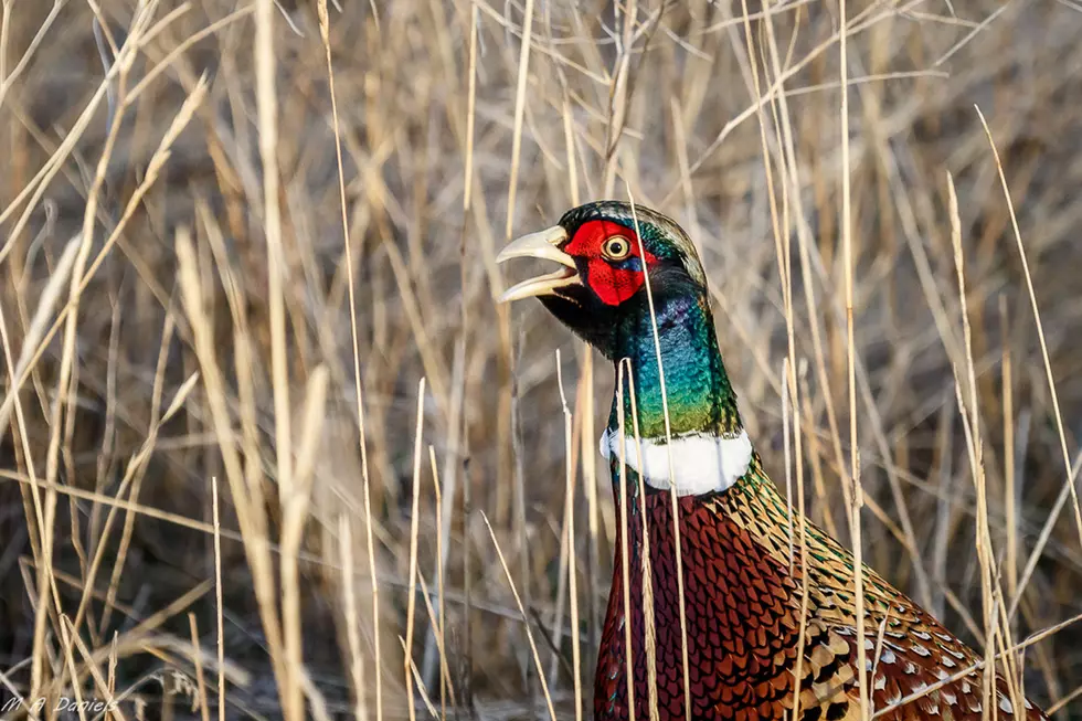 Pheasant and Waterfowl Hunt for Montana Youth This Weekend