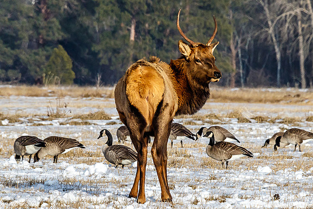 General Hunting Season in Montana Opens Saturday