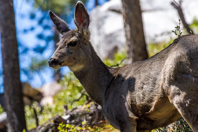 Chronic Wasting Disease Found in Grand Teton Park Deer
