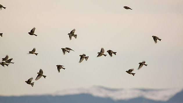Practice Tips for the Christmas Bird Count