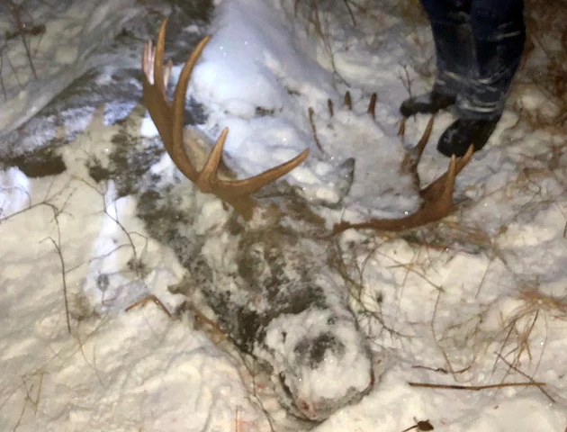 Bull Moose Killed South of Bozeman