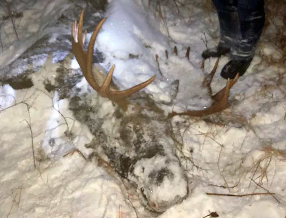 Bull Moose Killed South of Bozeman