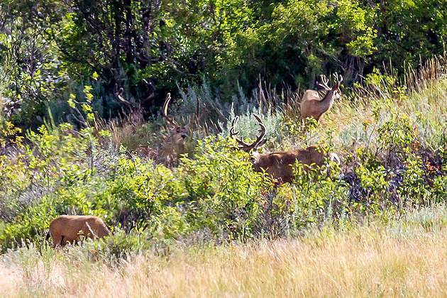 More CWD in Montana Deer Tissue Samples
