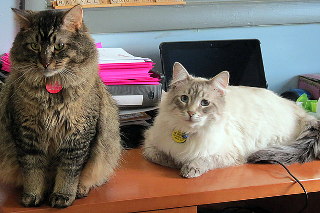 Tango and Cash Greet Visitors at Fairgrounds Office