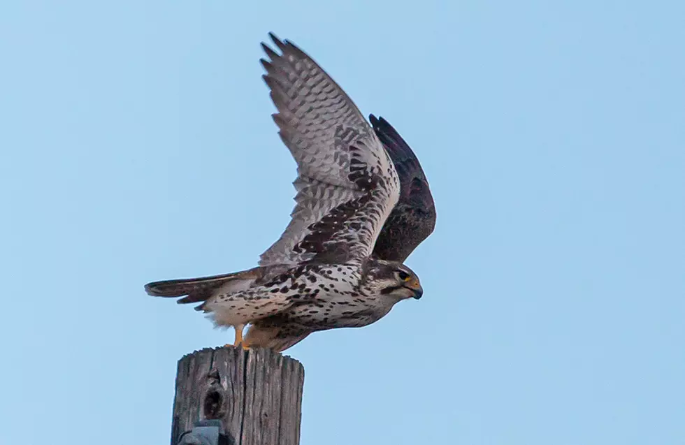 Fast Falcons Fly High in Bitterroot Valley- BR Outdoor Journal