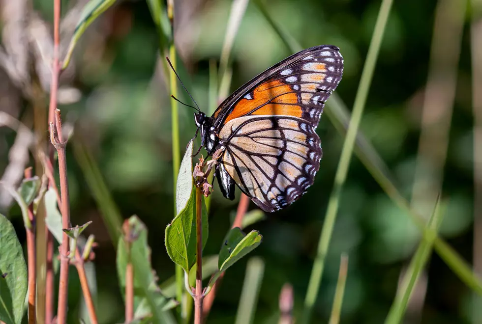 Bitterroot Outdoor Journal – It’s Not A Monarch Butterfly