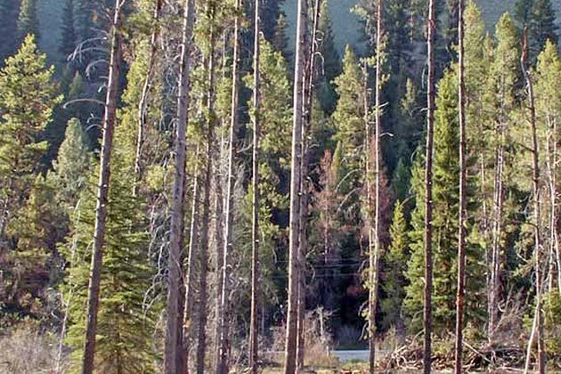 Darby Lumber Lands Forest Service Project OK&#8217;d