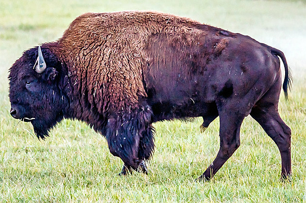 AC/DC Music Used to Scare Bison in Yellowstone