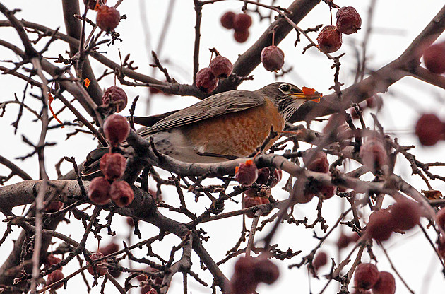 Bitterroot Outdoor Journal &#8211; Robins Are Back