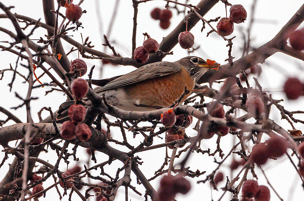 Bitterroot Outdoor Journal – Robins Are Back