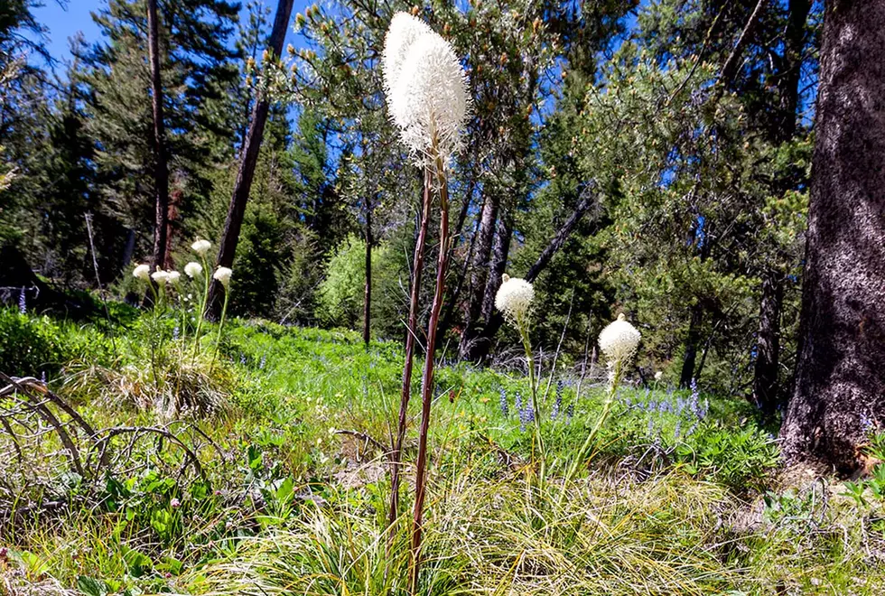 Bitterroot Outdoor Journal &#8211; Dragonflies and Big Wildflowers