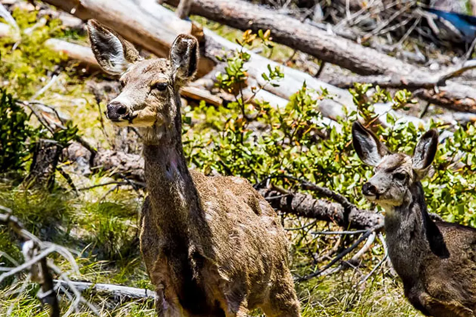 Mule Deer Poaching Incident in Bitterroot