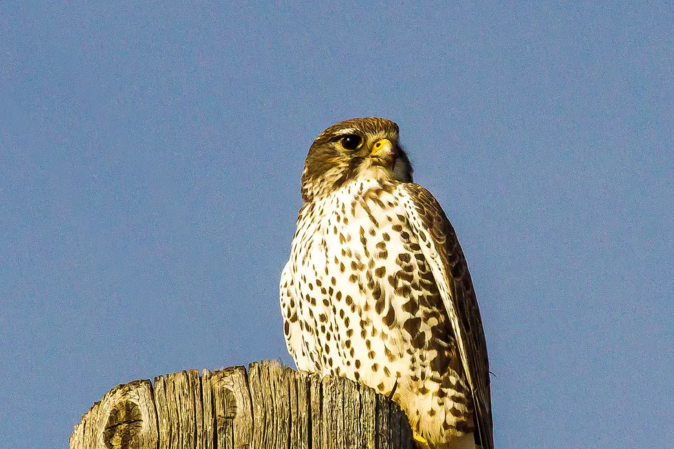 Bitterroot Outdoor Journal – Hawks Are Flying