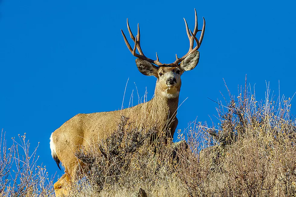 Montana Hunting and Fishing Licenses On Sale March 1