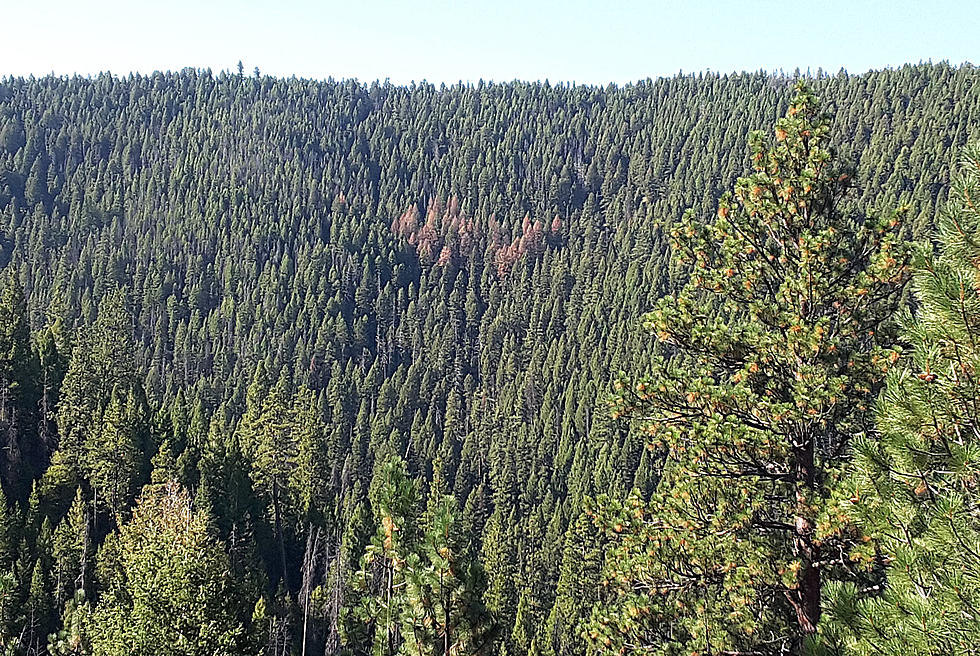 Mud Creek Project Proposed by Bitterroot Natl Forest