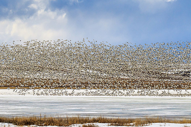 Snow Geese At Freezout Can Be Spectacular